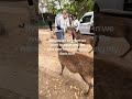 The deer in Japan 🤭 #japan #foryou
