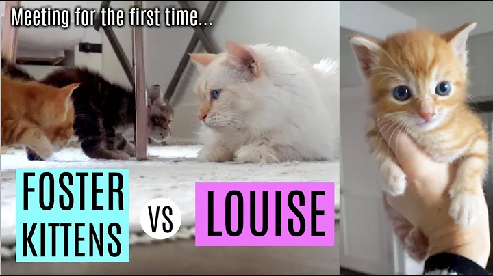Foster Kittens Meet Rescue Cat Louise | Kitten/Lou...