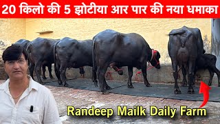 20 कल दध तयर पहलन झट 5 झटय सल क लए Randeep Malik Dairy Farm Jind