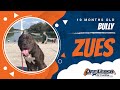 Zues 10 Month old Bully/ Reactive dog training/ Aggressive dog training Zues 10 Month old Bully/ Reactive dog training/ Aggressive dog training