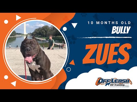 zues-10-month-old-bully/-reactive-dog-training/-aggressive-dog-training