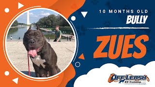 Zues 10 Month Old Bully Reactive Dog Training Aggressive Dog Training