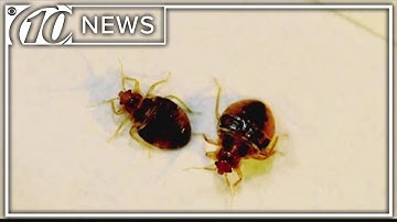 How to avoid bed bugs when traveling