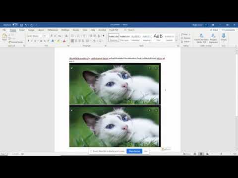 Cat Programming Tutorial - YouTube