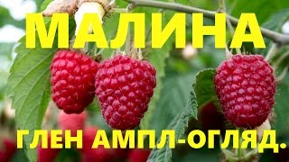 МАЛИНА/ГЛЕН АМПЛ/ОГЛЯД.(Важається найпопулярнішим сортом в Європі. Пагони заввишки до 2 м. З величезним потенціалом плодоношення,..., 2016-01-02T13:45:23.000Z)