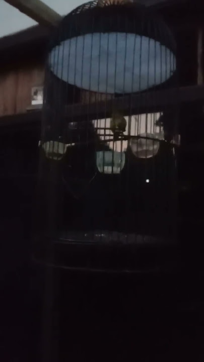 masteran pleci tembakan kenari