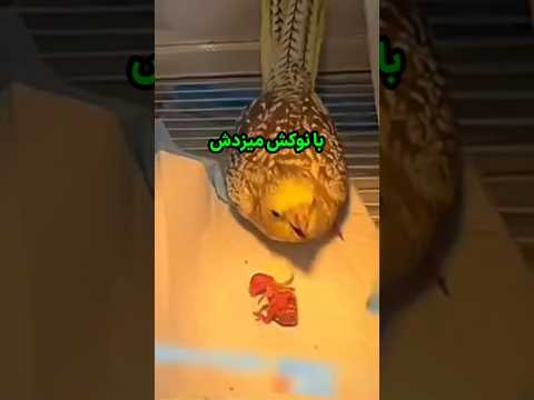 داستان این جوجه طوطی اشک همرو در آورد از موقعی که به دنیا اومد بدشانسیش شرو شد
