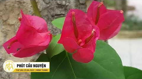 Phút Cầu Nguyện, Thứ Sáu 29/04/2022: Chúa Phục Sinh Hiện Diện Bên Đời Ta