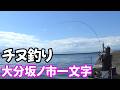 大分市坂ノ市一文字で潮の中からチヌを引っ張り出す！　　第５回ラウンズカップ事前調査