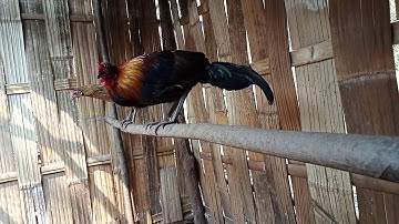 Qaib qus 100% nawb zoo nkauj kawg . Gà rừng rặt