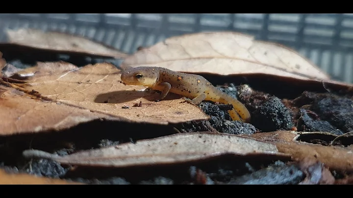 How to Feed Small Terrestrial Newts/Salamanders