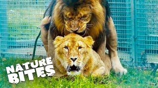 Lions Mating and Parenting Rituals | Nature Bites