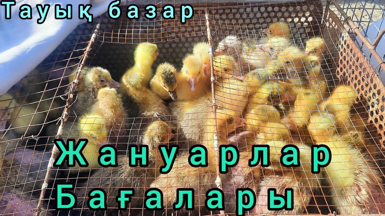 КЫЗЫЛОРДА ИТ,ТАУЫҚ, ҚОЯН, БАЗАРЫ. Және олардың бағалары