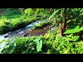 Tranquil Jungle Brook Calming Water White Noise for Relaxation, Stress Relief & Peaceful Sleep