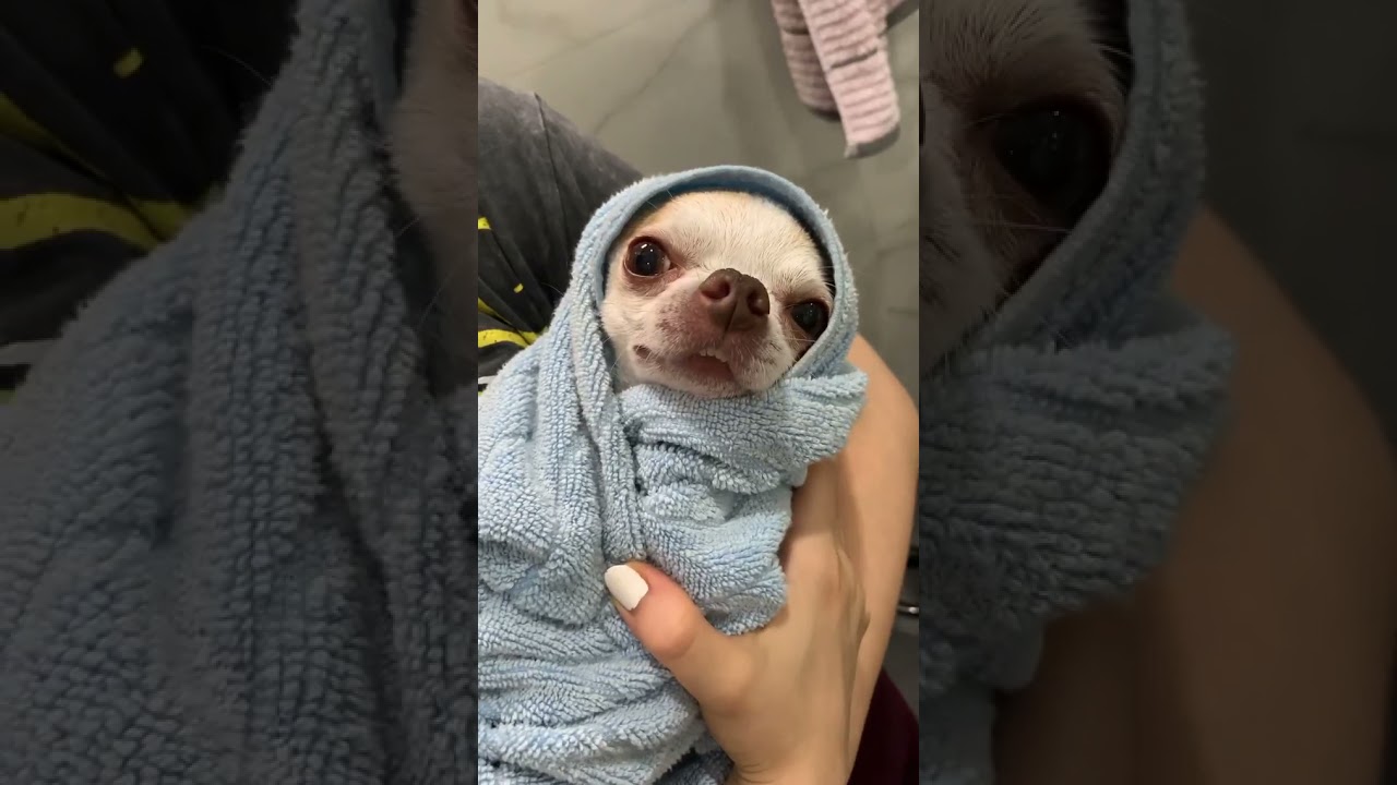 Funny & angry chihuahuas #shorts #puppies #cat #funnydogs