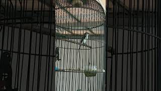 Download Lagu mantenan mini betina MP3