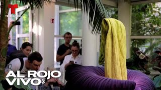 Decenas Hacen Fila Para Ver Y Oler La Extraña Y Apestosa Flor Cadáver En Floración