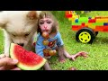 Monkey Baby Bon Bon drives a lego car to harvest fruit and camp with the puppy in the garden