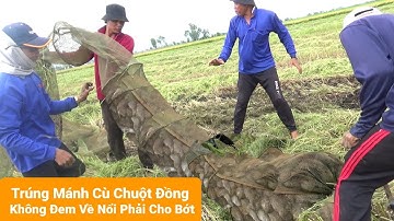 Máy Căt Lúa Trúng Mánh Cù Chuột Đồng Không Đem Về Nổi Phải Cho Bớt Mới Đem Về Được
