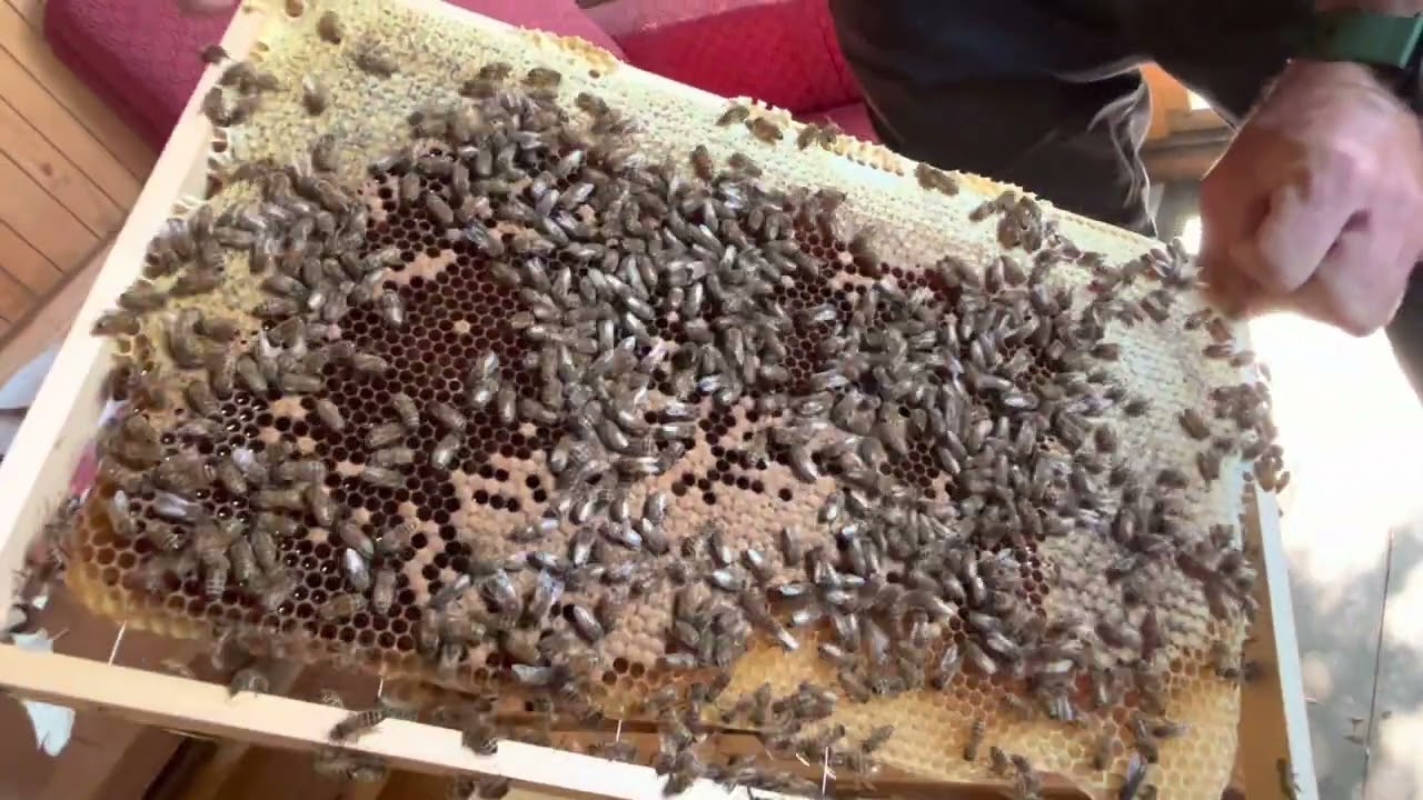 Medobraní 14.7.2022