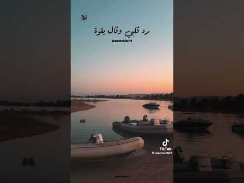كلة قالي اشمعني هو حمادة القرشي