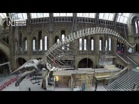 Time-lapse: Whale skeleton