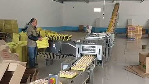 TD-110-2S Farm Packer Automatic Egg Packing Machine Woking Video Capacity 30,000 eggs per hour