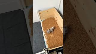 Bully Puppies Get Potty Training