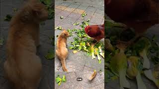 Pourquoi le chat n'a-t-il pas peur du coq ?