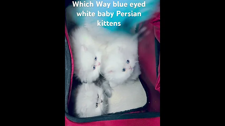 Video 9805901: eyed white persian kitten, persian kitten blue eyes