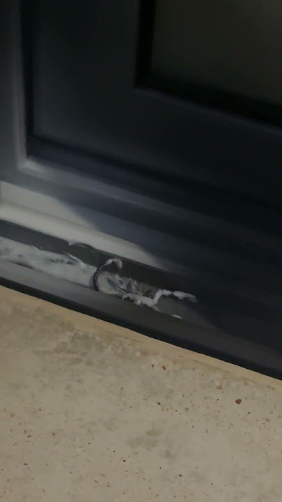 Large Scorpion Found in Airbnb || ViralHog