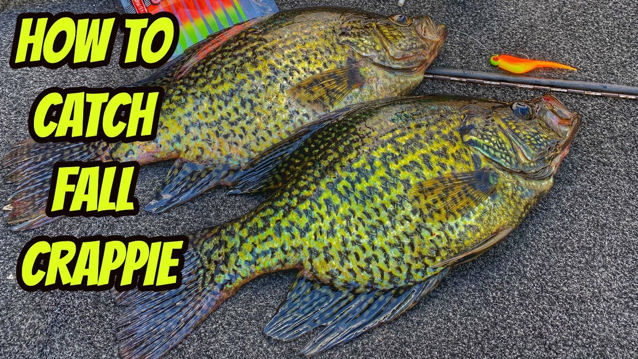 HOW TO CATCH FALL CRAPPIE- baits, tips & tactics. 