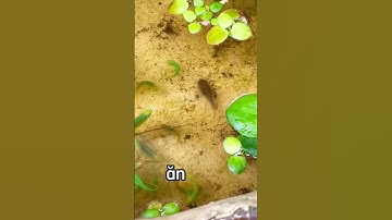 So sánh sự chăm chỉ cá chuột và cá chùi kiếng