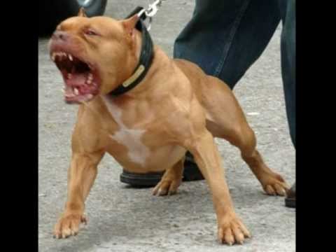 How To Stop Aggressive Play In Dogs How To Stop Aggressive Play In Dogs