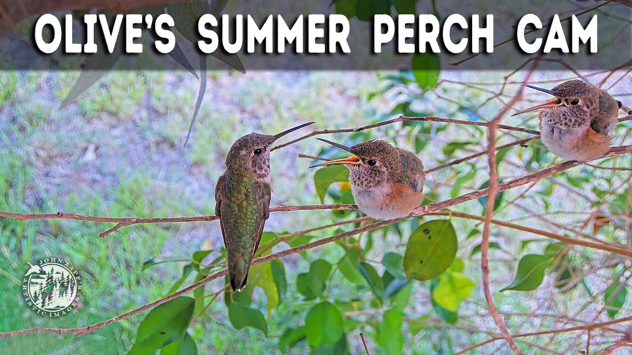 Live Allen's Hummingbird "Olive" Summer Perch Cam. Located in beautiful Oceanside California about a mile from the Pacific Ocean.  Follow Olive, our resident hummingbird mother, as she embarks on an extraordinary journey with her chicks. From nest building, egg-laying, hatching, feeding, growth, flappies, and fledging, watch it all unfold in real-time. Enjoy our high-quality live streams and a library of recorded videos capturing her incredible story from start to end.

🔔 Please SUBSCRIBE and LIKE the stream. It's free! Thank you for your support! https://www.youtube.com/@alyssasnaturesanctuary?sub_confirmation=1

❤️ SUPPORT ❤️
Everything we provide is self-funded, including the website, cameras, internet, and software. Your donation is greatly valued. https://www.paypal.com/donate/?hosted_button_id=NNSTMFZPWCVDE Or Venmo @alyssasnaturesanctuary  

🌟 BECOME A MEMBER 🌟
https://www.youtube.com/channel/UCkirg3K9o212uh5BEt100NQ/join

📺 OUR YOUTUBE CHANNEL 📺
🔗 Link to our channel with live streams and hundreds of videos: https://www.youtube.com/@alyssasnaturesanctuary

🔴 Live Olive Cam: https://youtu.be/ECmjT2D1SzI
🔴 Live Fountain Cam: https://youtu.be/rlt81BfVXi4
🔴 Live Feeder Cam: https://youtu.be/1P2IKTcgw6c

📜 PLAYLISTS 📜 
• Short Videos: https://youtube.com/playlist?list=PLfixh4UJnX6vklOpbl8VmvQYDBtzGwR70
• Olive's 2nd Clutch, Spring 2025: https://youtube.com/playlist?list=PLfixh4UJnX6s_Z9SC09T2yr-EO183v4bt&si=8xgk77czPrfIPwIw
• Olive's 1st Clutch, Spring 2025: https://youtube.com/playlist?list=PLfixh4UJnX6u-wUaMWX7FnAHyql4zFyxN&si=woNLzXmn4cd4Kmgw

Fountain Video's: https://youtube.com/playlist?list=PLfixh4UJnX6tw8x5mgPWERc6GVsXPWoX6&si=46tb8Yd-D2NCIbBF
Feeder Video's: https://youtube.com/playlist?list=PLfixh4UJnX6t3d7cUOt9tJp3087siZH3-&si=Lj-q6bYdszLb0odZ

📷 OUR WEBSITE WITH INFO AND PHOTOS OF ALL PAST CLUTCHES 📷
https://alyssasnaturesanctuary.org/hummingbird-clutches/

⛅ OUR WEATHER STATION ⛅
Live weather from our yard: https://alyssasnaturesanctuary.org/obvw/

🛒 SHOP 🛒
Visit our online store to purchase Olive memorabilia and show your appreciation for this amazing little hummingbird. Olive's online store offers clothing and many other items in a wide range of colors and sizes. We ship worldwide. https://alyssasnaturesanctuary.myspreadshop.com

🌳 Olive's Yard 🌳
Here's a link to some of the things I have around the yard and more:  https://www.amazon.com/hz/wishlist/ls/2NU9P3M6T78OS?ref_=wl_share

💬 JOIN US ON DISCORD 💬
Join Alyssa's Nature Sanctuary on Discord, where we share news, useful information, photos, and videos every day—all for free! Engage with our growing community, ask questions, share your experiences, chat privately, present your creative artwork, find lots of helpful information about hummingbirds and other animals, and much more. Create your free Discord account today and join us! https://discord.gg/z9ftreQrqq

🔗 SOCIALS 🔗
A link to all of our social media links: https://linktr.ee/alyssasnaturesanctuary

🗂️ GUIDES 🗂️
Download our free hummingbird rescue guide https://alyssasnaturesanctuary.org/download/Rescue-Guide.pdf
Download our free guide on how to keep your feeders clean and safe for healthy and happy hummingbirds! https://alyssasnaturesanctuary.org/download/Feeder-Guide.pdf


📺 TECHNICAL 📺 
⚙️ Our live cameras stream in HD. For optimal viewing on a computer, hover over the video, go to the "Settings" icon ⚙️, and select "Quality 1080P" for the clearest picture.

🛠️ EQUIPMENT INFO 🛠️
• Nest Cam: AXIS P3265-LVE - 9mm. Mic: AXIS TP3901. Streaming with OBS Server on a Dell PowerEdge R740, with a Nvidia RTX 4090, RAID 5, 32TB recording everything.
• Fountain Cam: XIS P3265-LVE - 22mm. Mic: AXIS TP3901. Streaming with Camstreamer.
• Feeder Cam: AXIS P1465-LE - 29mm. Mic: AXIS TP3901. Streaming Camstreamer.

Hummingbirds are federally protected by the Migratory Bird Treaty Act and by the Federal Lacey Act.

This live feed is owned and operated by Alyssa's Nature Sanctuary an independent nonprofit tax-exempt corporation. Any public use of the live video, including screen captures, requires prior approval and credit to the organization: https://alyssasnaturesanctuary.org. Thank you for your consideration!

© 2025 Alyssa's Nature Sanctuary | All Rights Reserved.