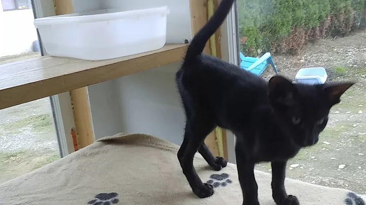 Watch the video about EBONY ORIENTAL SHORTHAIR KITTEN AVAILABLE