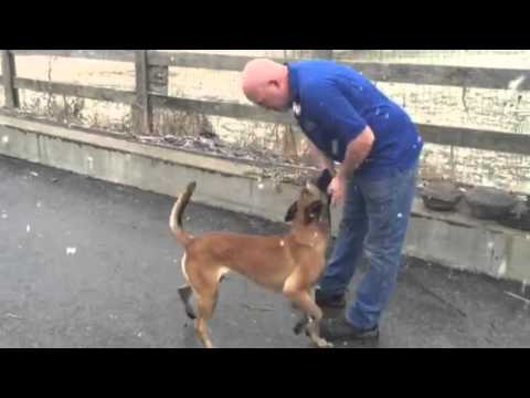 best protection dogs for first time owners Malinois