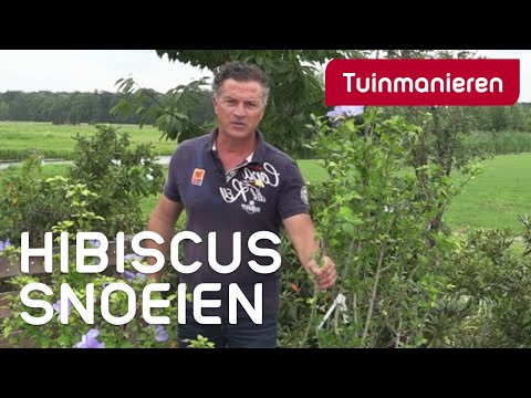 Video: Hibiscussnoei: hoe een hibiscusplant te snoeien
