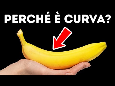 95 Curiosità Su