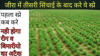 जीरे कि फसल मे पहला स्प्रे | फंगीसाइड किटनाशक | First Spre Cumin Crop.