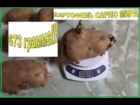 Картофель Сарпо Мира