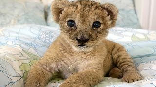 #1 Best Cute Baby Lion Cubs Compilation ADORABLE!!