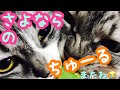 【実家猫】お別れのちゅーるあげて弾いた😭【またね】