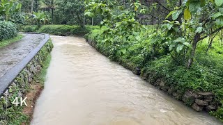 Walking in the Rain | Beautiful farmland in Kerala | Relaxing 4k Rain Video | ASMR