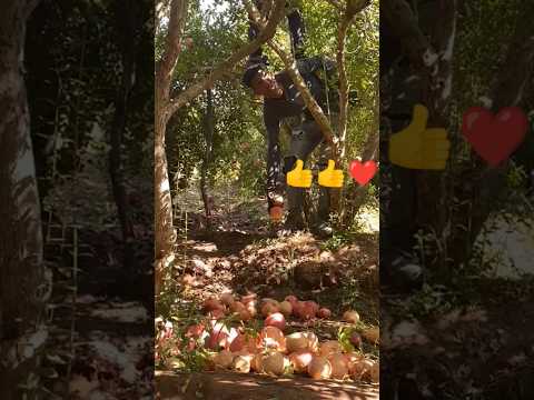 خير تاع الرمان في المشرع بن عبو اقليم الرحامنه الاخوان اللي يجيبوا الفيديو تابونا معنا