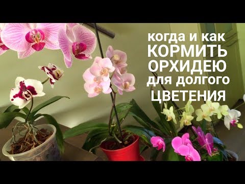 Когда и как кормить ОРХИДЕЮ чтобы цвела орхидея дольше и пышнее