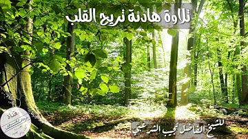 تلاوة تريح القلب للشـيخ / نجيب الشرعبي حفظه الله