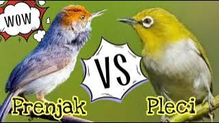 Suara Pleci | Prenjak | Prenjak Alang-Alang | Masteran Handal