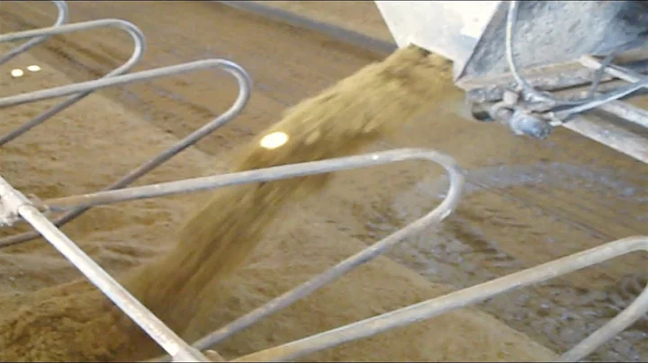 Dairy cows love this bedding: From manure to manufactured bedding