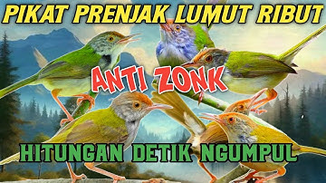 Audio Pikat Prenjak Lumut |Paling Ampuh Terbaru 2024 Dalam Hitungan Detik Langsung Ngumpul‼️